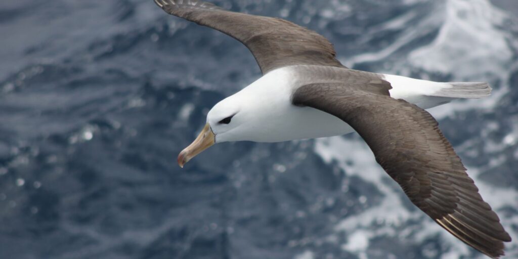 Reduzir morte de albatrozes implica mudanças na pesca em alto-mar reduzir-morte-de-albatrozes-implica-mudancas-na-pesca-em-alto-mar