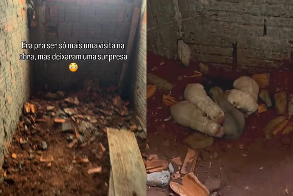 apos-rezar-pedindo-alegria,-mulher-adota-6-caes-encontrados-em-obra