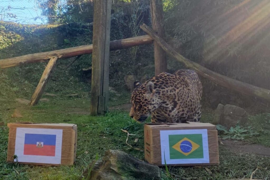 onca-vidente-na-copa-de-2022-preve-jogo-duro-do-brasil-contra-o-haiti