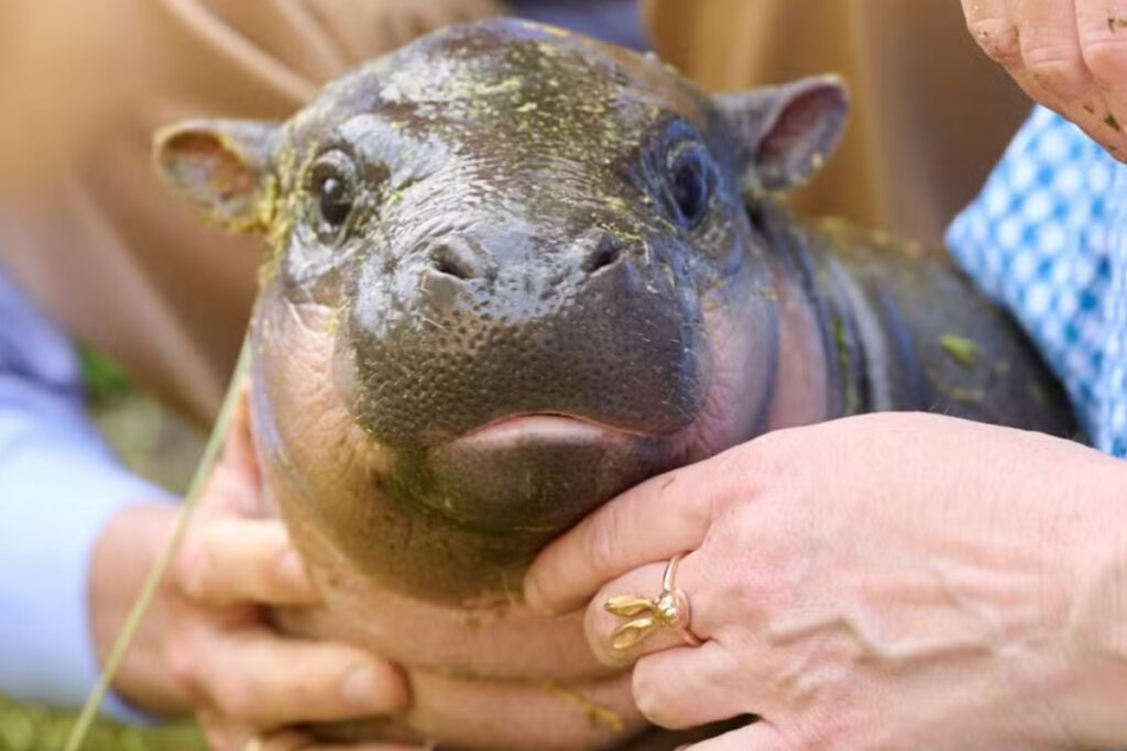 sob-risco-de-extincao,-hipopotamo-pigmeu-paozinho-e-apresentada-em-zoo