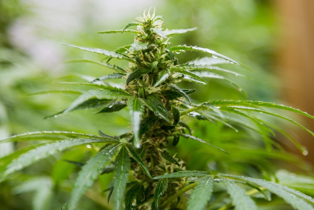 composto-derivado-do-cbd-alivia-dor-sem-provocar-“barato”-da-cannabis