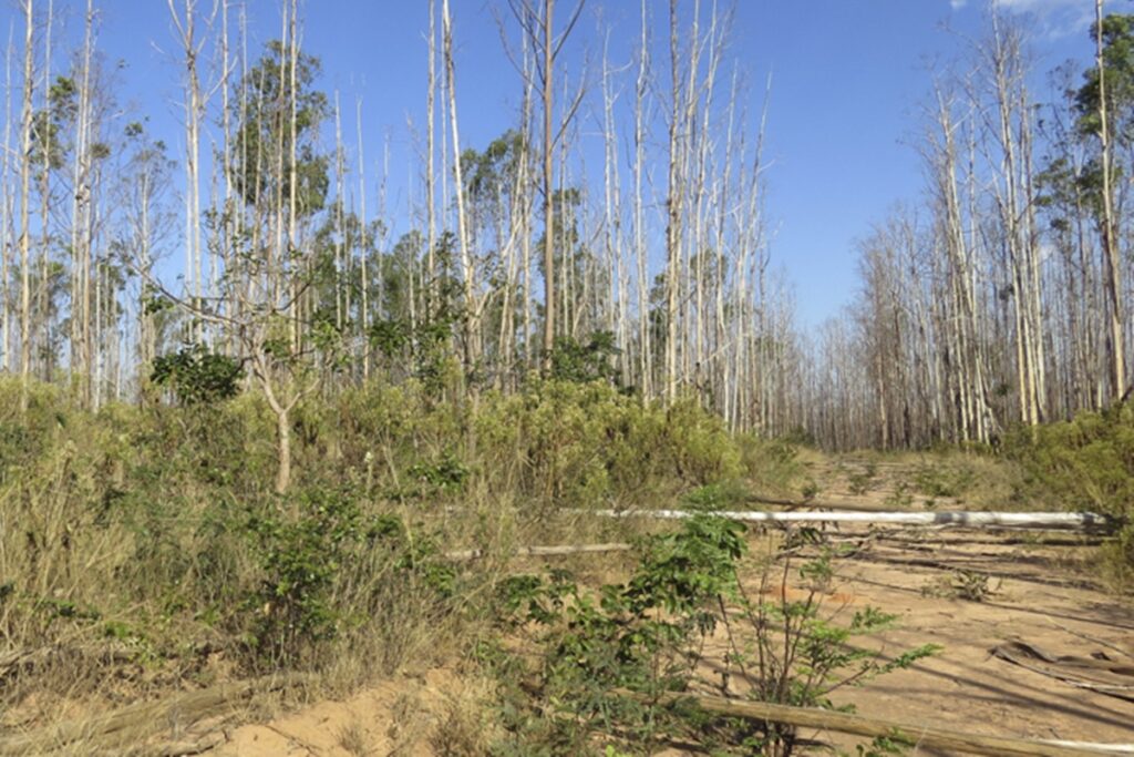 ia-revela-areas-agricolas-abandonadas-no-cerrado-brasileiro