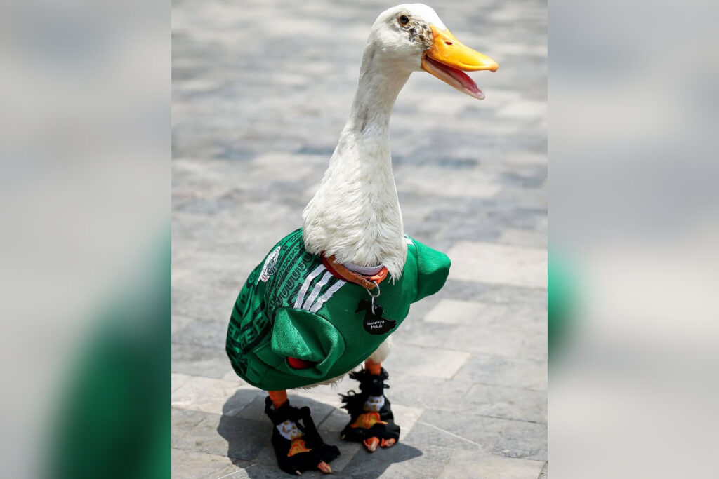 presidente-do-mexico-recebe-pato-merlin,-“mascote”-do-pais-na-copa