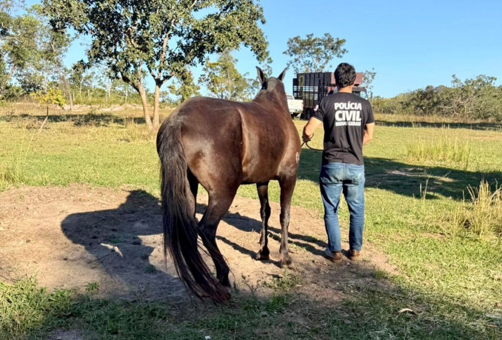 policia-recupera-egua-de-alto-valor-durante-investigacao-interestadual