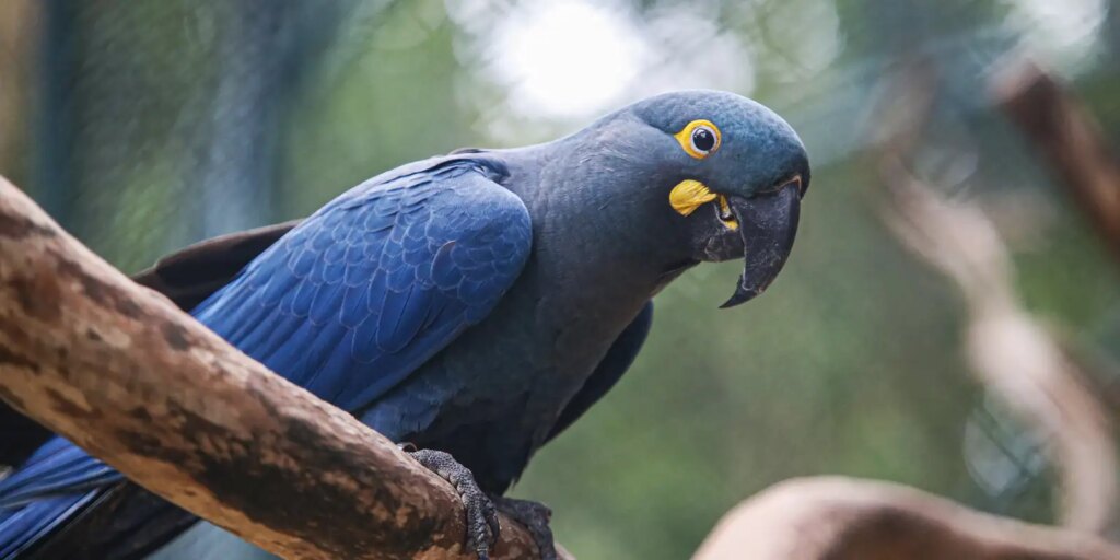 lista-de-fauna-ameacada-tem-180-animais-incluidos-e-150-retirados