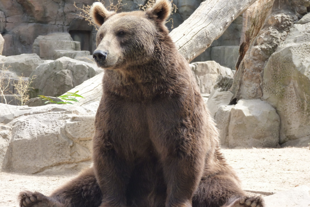 zoologico-na-china-recruta-atores-para-atuar-como-ursos