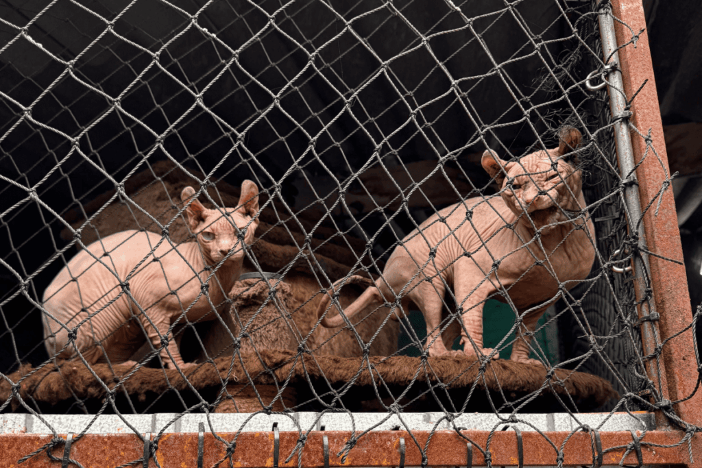 policia-civil-apreende-mais-de-100-gatos-de-raca-em-gatil-clandestino