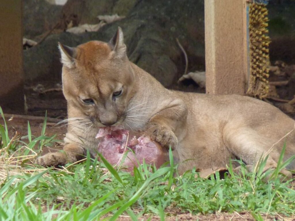 zoo-de-bh-promove-acao-para-alertar-sobre-trafico-de-animais-silvestres