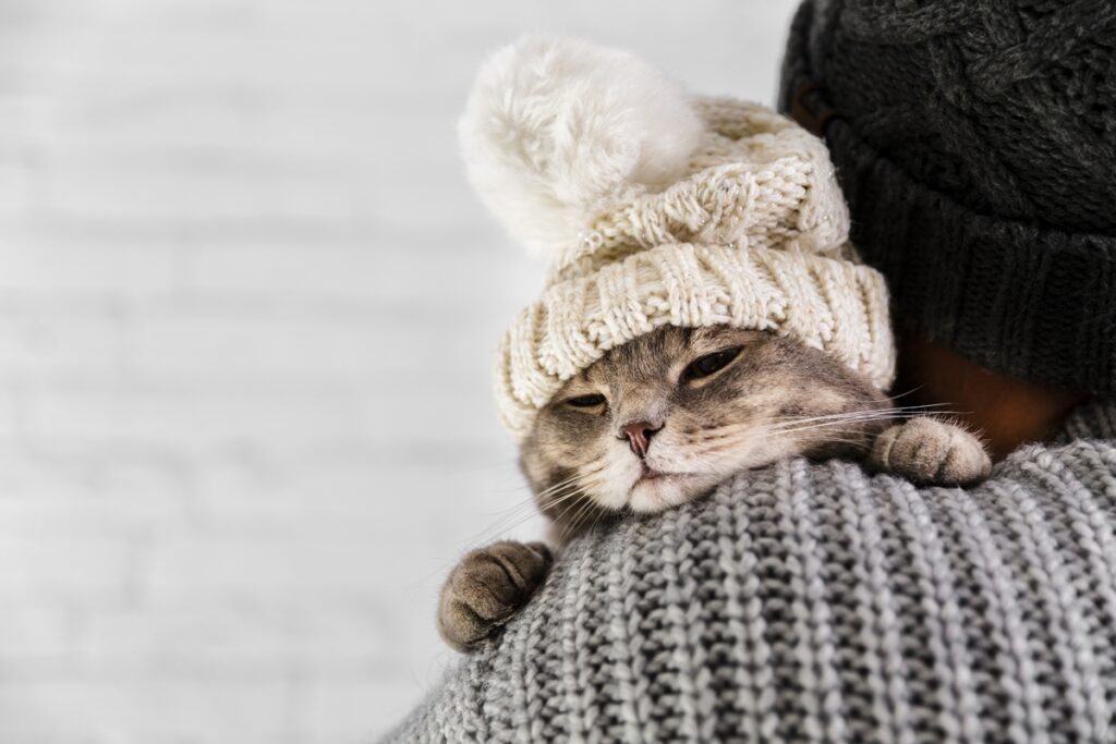 Gatos respirando de boca aberta no inverno pode indicar doença grave gatos-respirando-de-boca-aberta-no-inverno-pode-indicar-doenca-grave