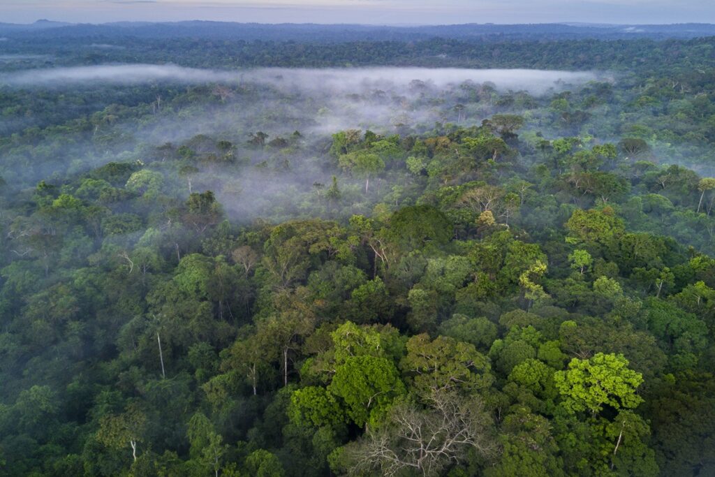 neblina-amazonica-faz-importante-ligacao-entre-clima-e-biodiversidade