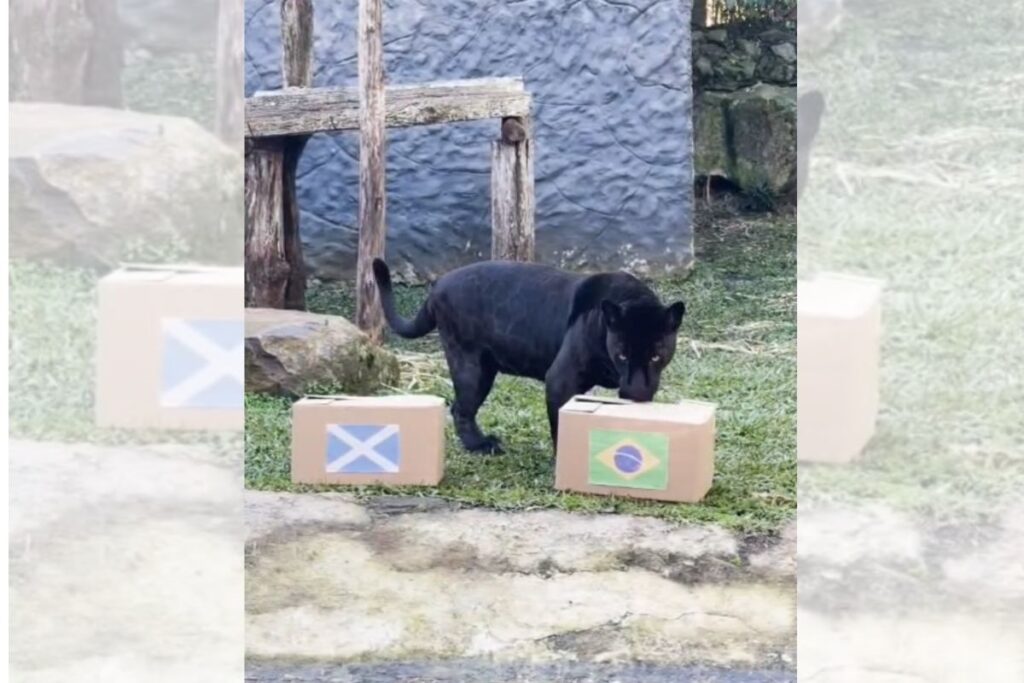 onca-preta-“entra-em-campo”-e-preve-vitoria-do-brasil-sobre-a-escocia