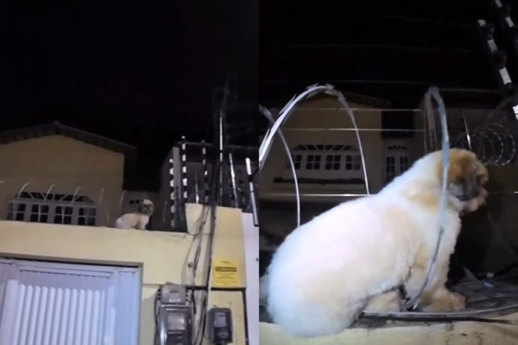 cao-shih-tzu-e-resgatado-apos-ficar-preso-em-cerca-eletrica-no-ceara