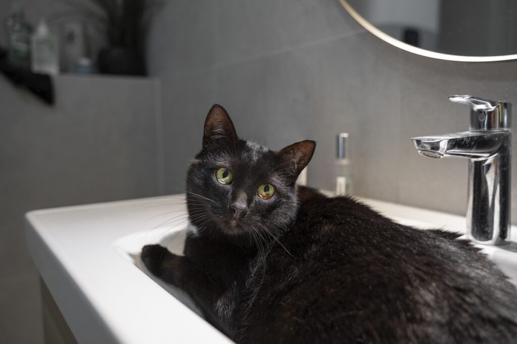 xampus-humanos-e-erros-no-banho-caseiro-ameacam-a-saude-dos-pets