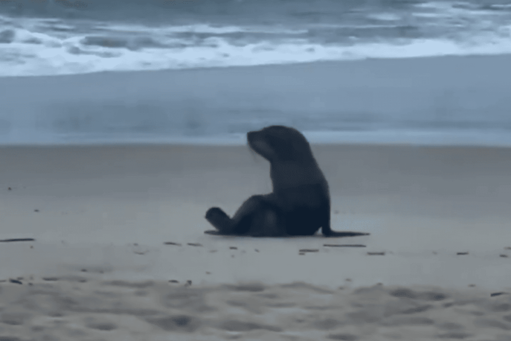 lobo-marinho-e-resgatado-por-pesquisadores-em-praia-do-guaruja