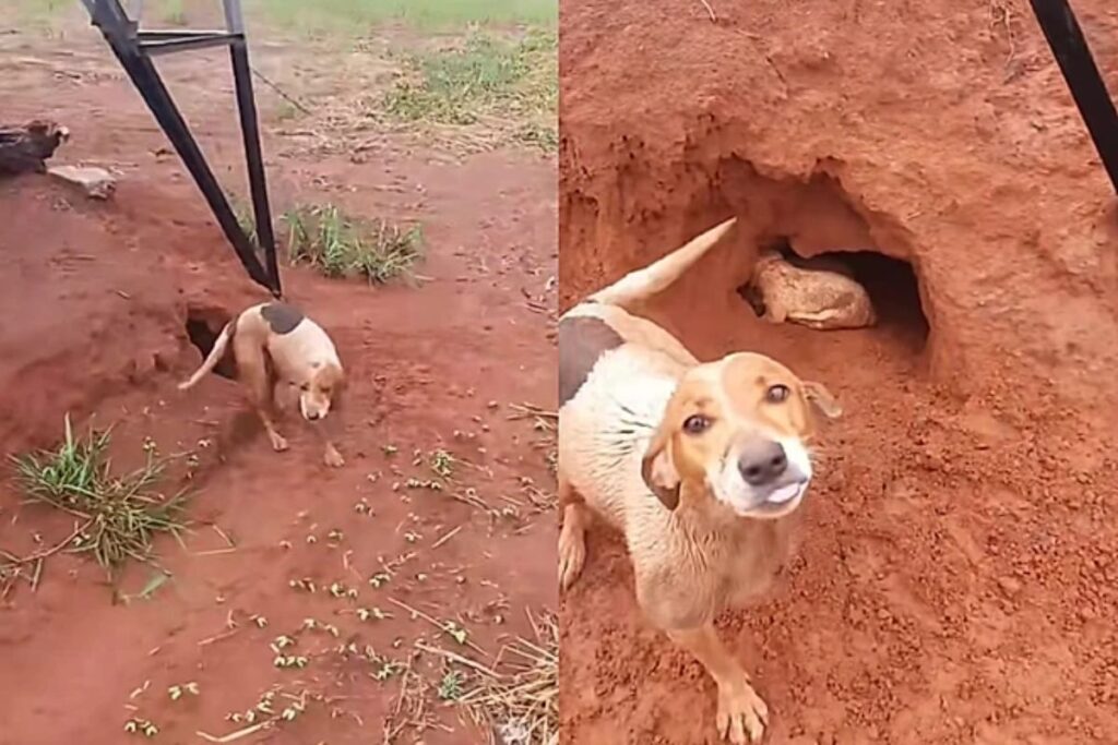 cadela-de-3-patas-guia-produtor-ate-torre-e-salva-filhotes-da-chuva