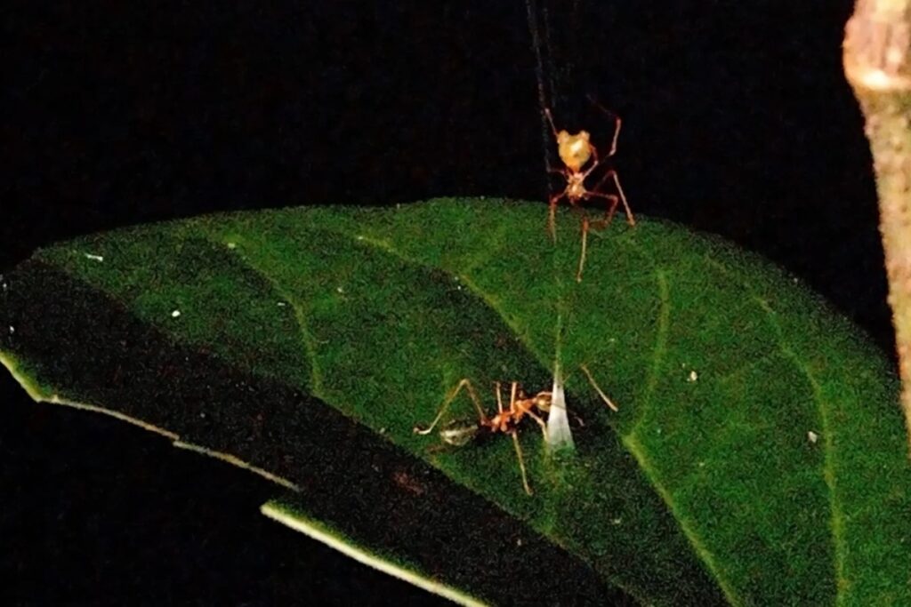 aranha-balista:-nova-especie-cria-“catapulta”-para-cacar-formigas