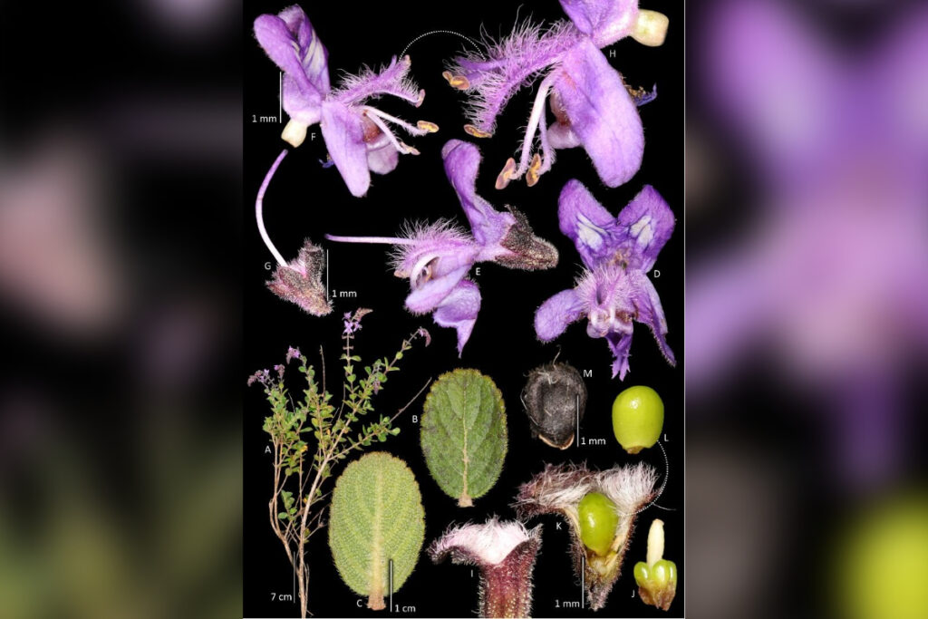 nova-especie-de-planta-e-descoberta-na-serra-do-espinhaco,-em-minas