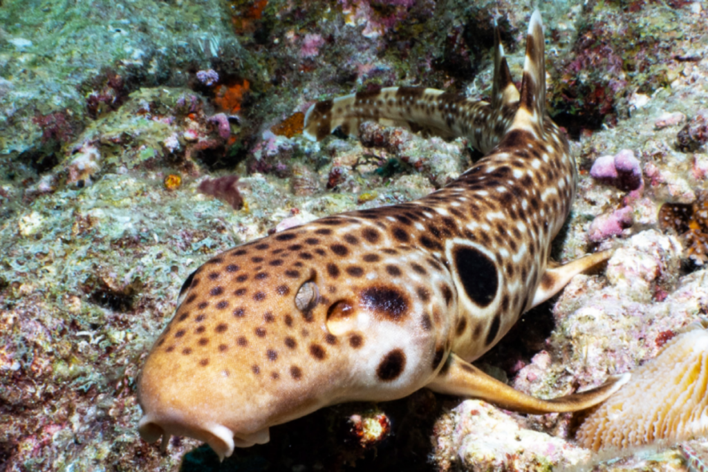 nova-especie-de-tubarao-que-“anda”-e-descoberta-em-papua-nova-guine