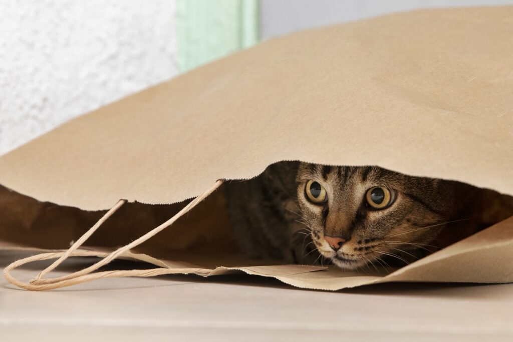 5-dicas-para-tornar-os-dias-de-jogo-mais-tranquilos-para-gatos