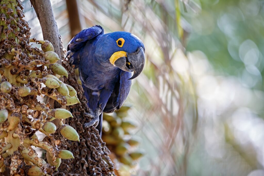 nova-lista-da-fauna-ameacada-inclui-arara-azul,-bugio-preto-e-tamanduai