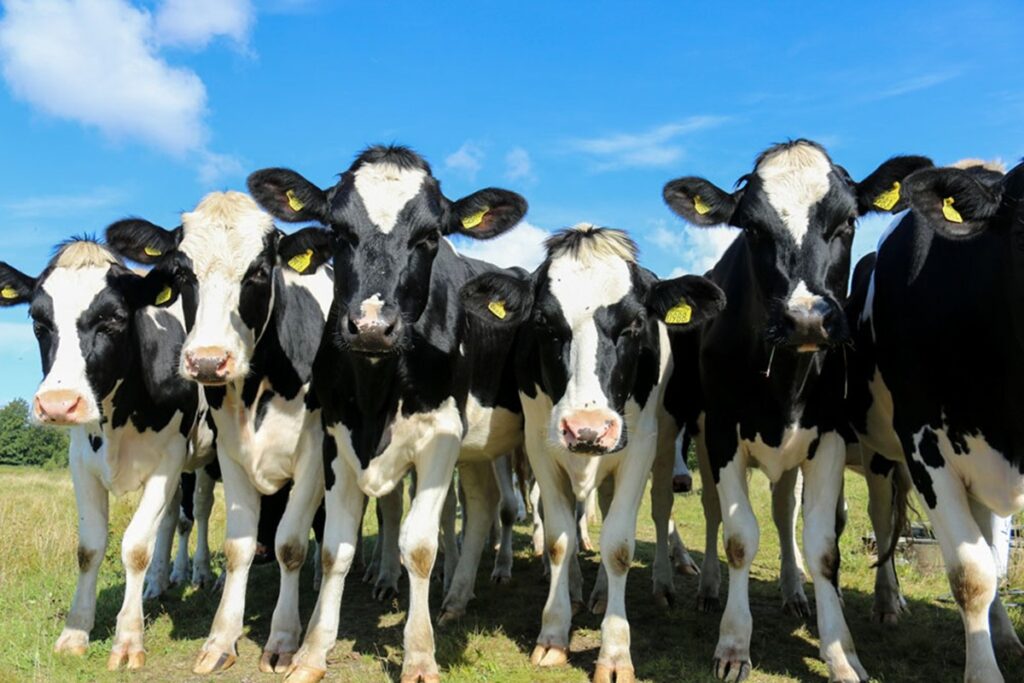 mg:-concessionaria-indenizara-motorista-que-atropelou-vacas-na-br-135