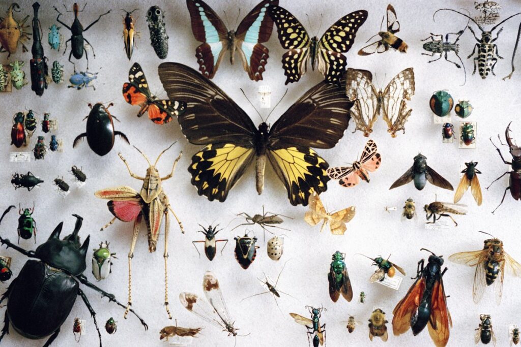 estudo-estima-que-existem-20-milhoes-de-especies-de-insetos-no-mundo