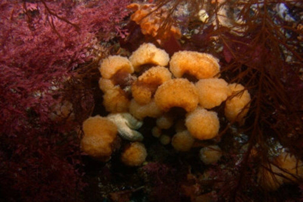 toxina-de-animal-da-antartida-pode-ajudar-a-tratar-o-cancer-de-pele