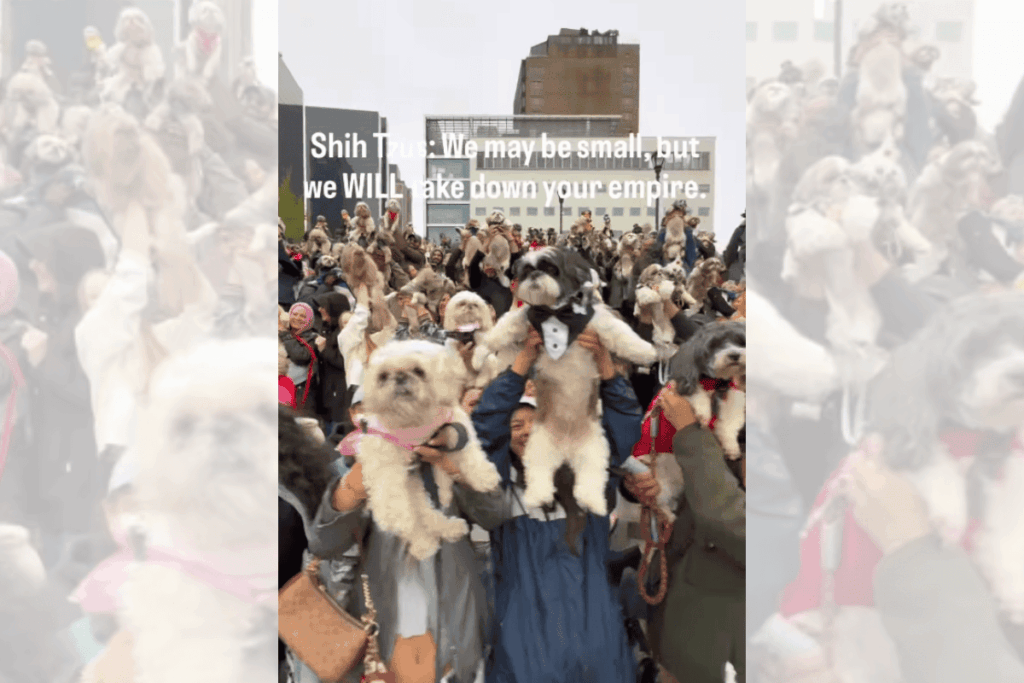 invasao-dos-shih-tzus:-encontro-canino-lota-parque-de-nova-york