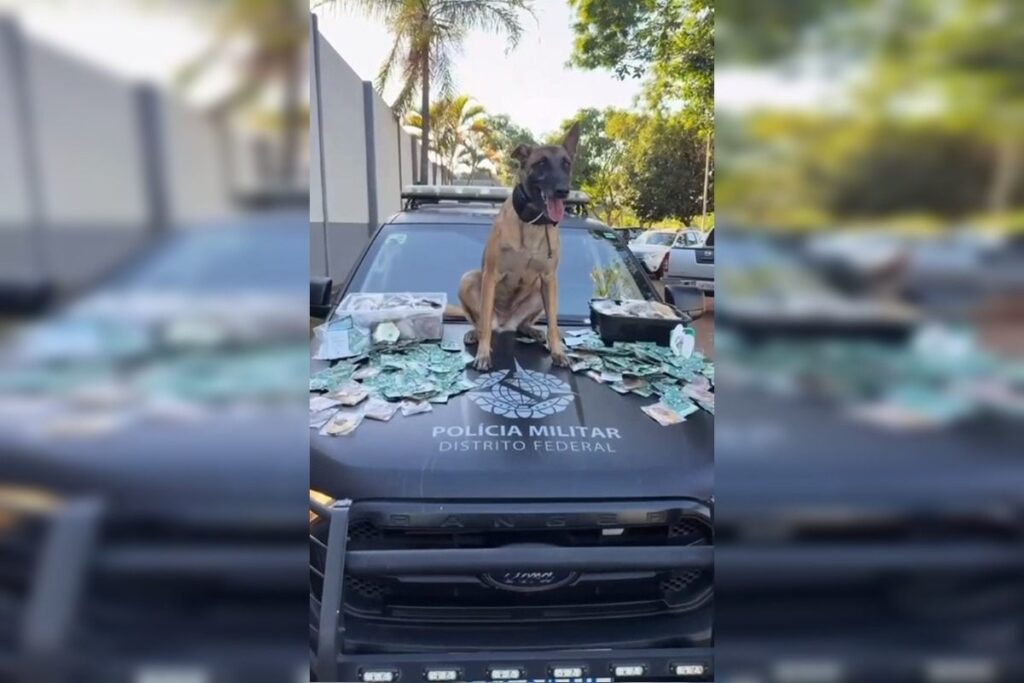 Cão da PMDF encontra 184 “biscoitos do bagulho” escondidos em mala na Rodoviária de Brasília cao-da-pmdf-encontra-184-“biscoitos-do-bagulho”-escondidos-em-mala-na-rodoviaria-de-brasilia