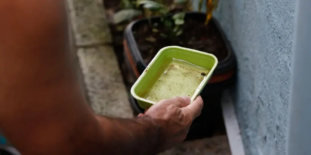 El Niño pode aumentar casos de chikungunya e dengue no Brasil