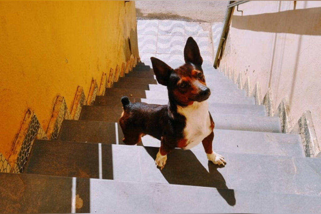 Homem vira réu e tem prisão decretada após matar cão com chute em MG homem-vira-reu-e-tem-prisao-decretada-apos-matar-cao-com-chute-em-mg