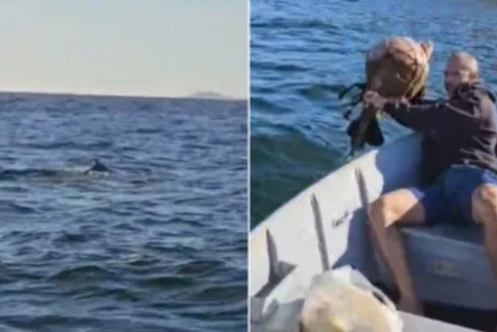 Baleia-jubarte fica presa em rede de pesca e “pede ajuda” em Niterói baleia-jubarte-fica-presa-em-rede-de-pesca-e-“pede-ajuda”-em-niteroi