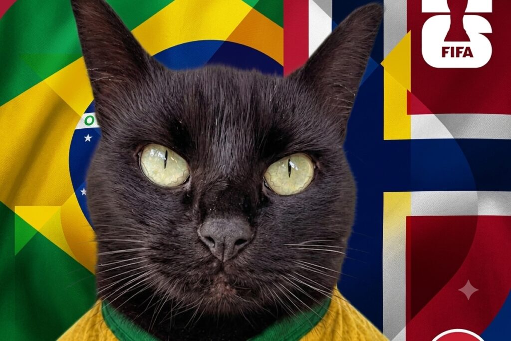 Gato vidente que acertou resultados da Copa faz previsão para Brasil x Noruega gato-vidente-que-acertou-resultados-da-copa-faz-previsao-para-brasil-x-noruega