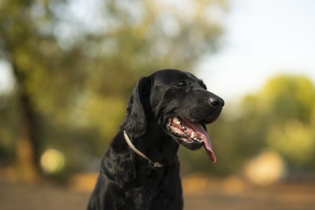 alem-de-labrador-e-husky:-veja-as-10-racas-de-caes-mais-energicas