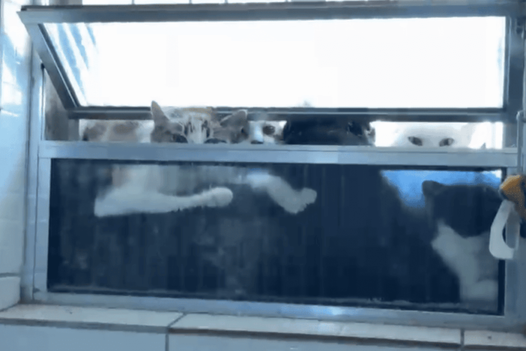 Gatos no freezer: dona de ONG é presa por suspeita de maus-tratos gatos-no-freezer:-dona-de-ong-e-presa-por-suspeita-de-maus-tratos