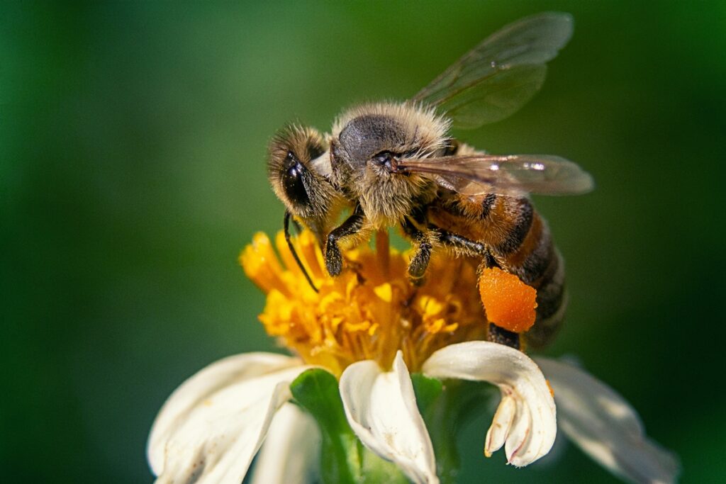 Abelha rainha deposita excesso de pesticida em ovos para se proteger abelha-rainha-deposita-excesso-de-pesticida-em-ovos-para-se-proteger