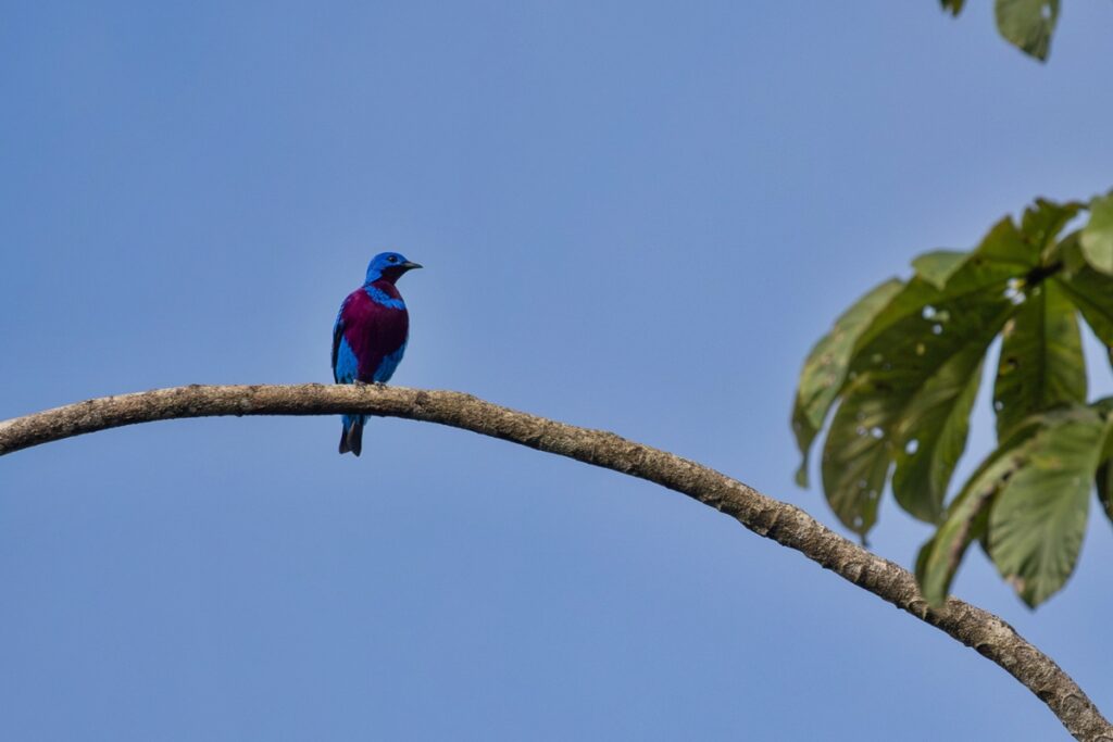 Ave rara e ameaçada de extinção é flagrada por drone térmico ave-rara-e-ameacada-de-extincao-e-flagrada-por-drone-termico
