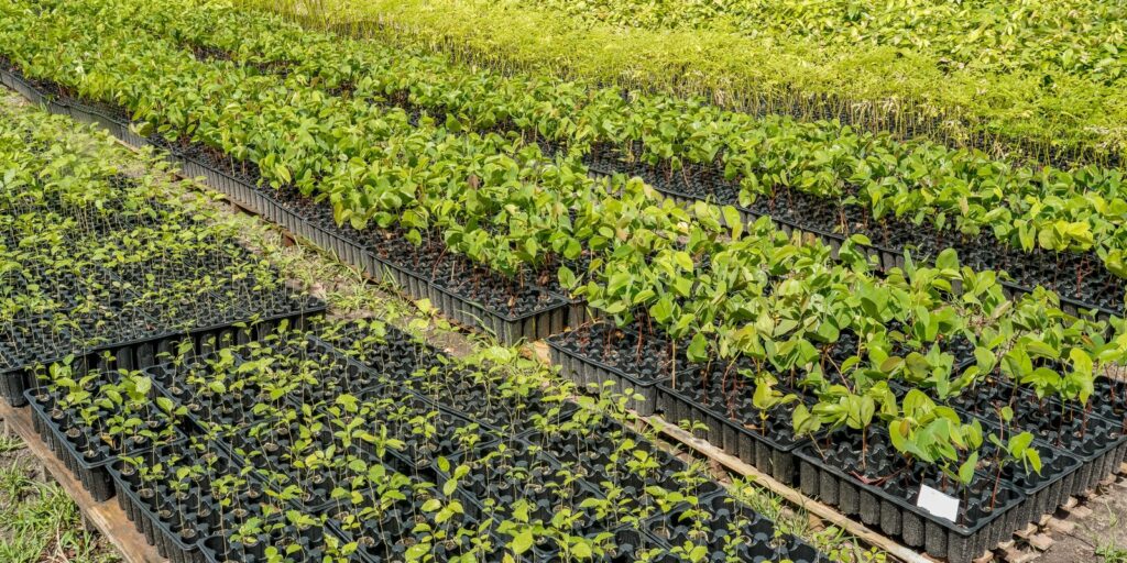 Casal produz espécies nativas da Amazônia e impulsiona reflorestamento casal-produz-especies-nativas-da-amazonia-e-impulsiona-reflorestamento