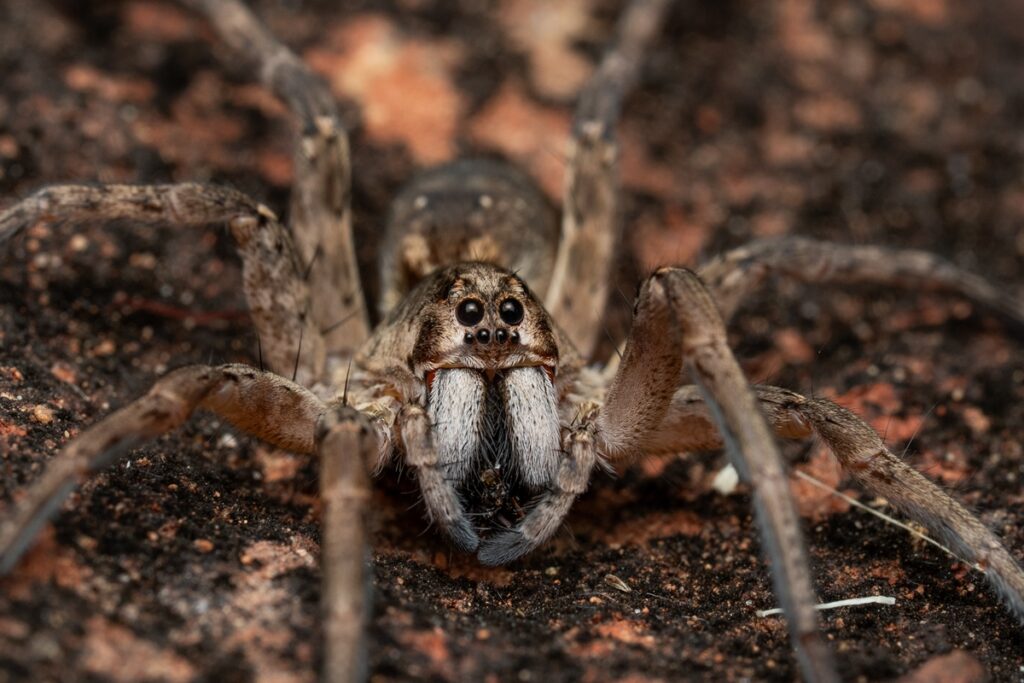 Aranha-lobo não é perigosa: espécie elimina baratas e mosquitos aranha-lobo-nao-e-perigosa:-especie-elimina-baratas-e-mosquitos