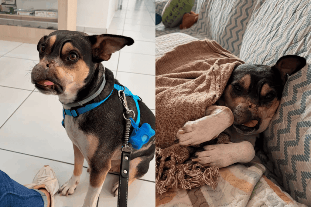 Cão Coragem: pet que sofreria eutanásia é resgatado e ganha nova vida cao-coragem:-pet-que-sofreria-eutanasia-e-resgatado-e-ganha-nova-vida