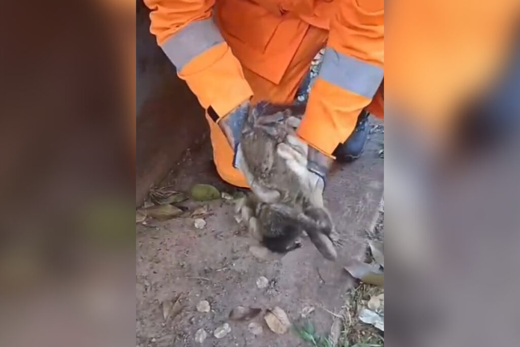 MG: filhote de mico eletrocutado é salvo e levado ao Samu para pets mg:-filhote-de-mico-eletrocutado-e-salvo-e-levado-ao-samu-para-pets