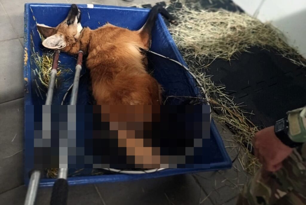 Lobo-guará fica gravemente ferido após ser atropelado em rodovia no DF lobo-guara-fica-gravemente-ferido-apos-ser-atropelado-em-rodovia-no-df