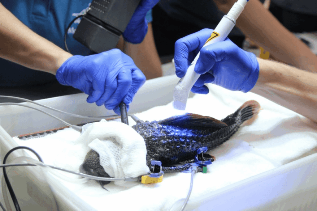 de-acupuntura-a-tomografia:-a-rotina-de-animais-do-aquario-de-sp