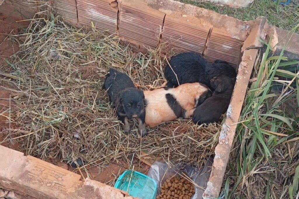 cinco-filhotes-de-cachorro-sao-encontrados-dentro-de-tumulo-em-cemiterio