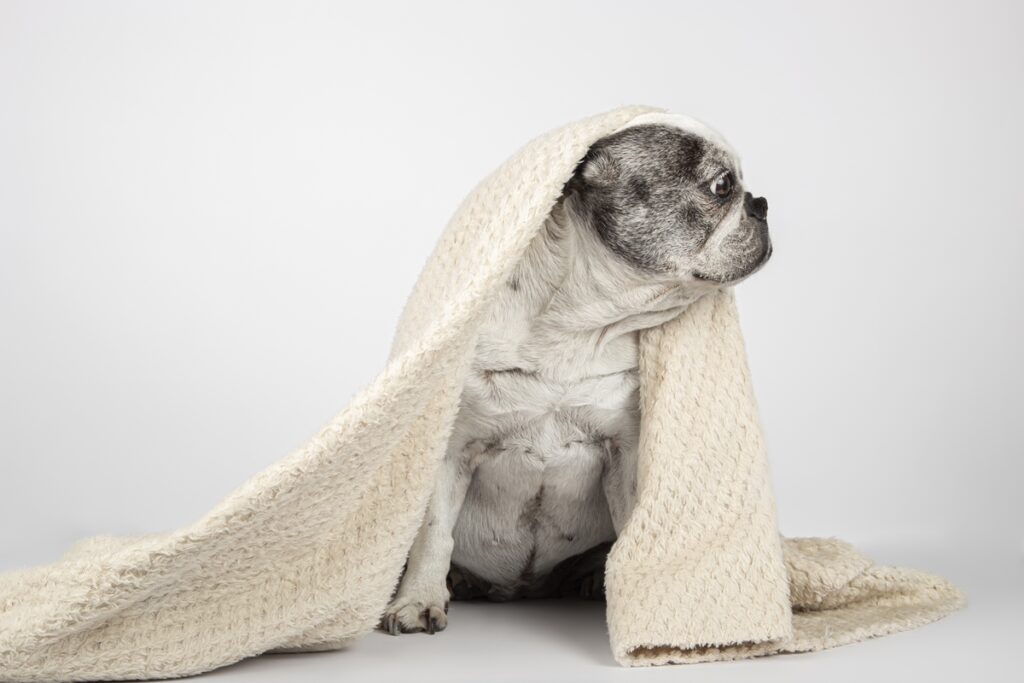 inverno:-quais-racas-de-caes-e-gatos-mais-sofrem-com-clima-seco-e-frio