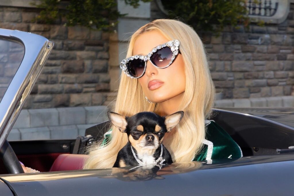 De Taylor Swift a Zendaya: celebs adotam pets em abrigos e até em sets de-taylor-swift-a-zendaya:-celebs-adotam-pets-em-abrigos-e-ate-em-sets