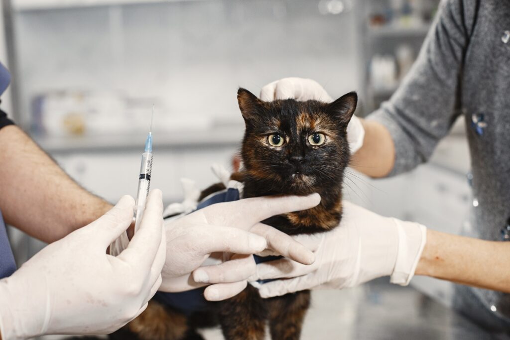 injecao-para-evitar-o-cio-de-pets-traz-riscos-de-infeccoes-e-tumores