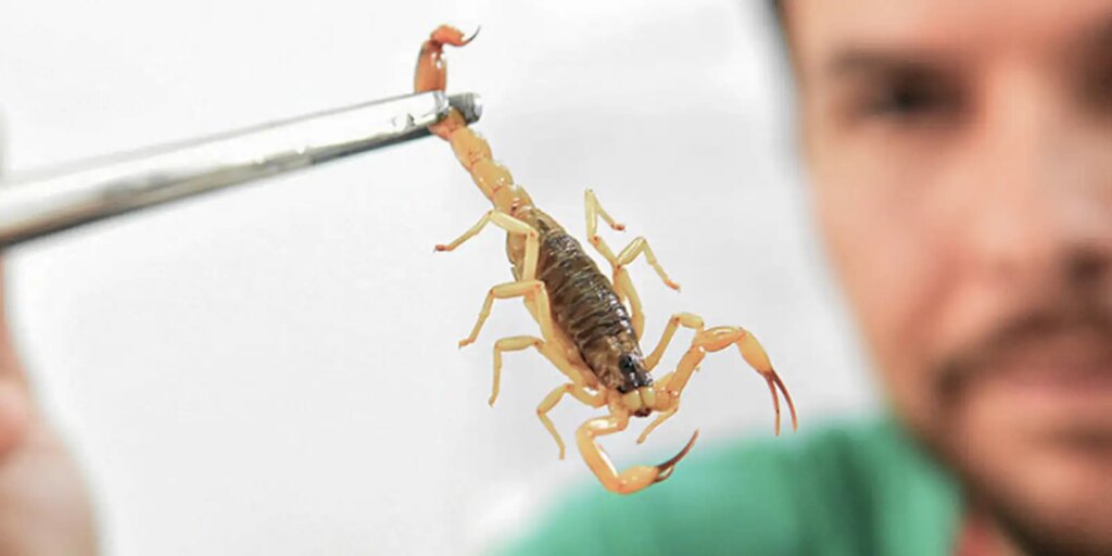 Crianças são mais vulneráveis a envenenamento por picada de escorpião criancas-sao-mais-vulneraveis-a-envenenamento-por-picada-de-escorpiao