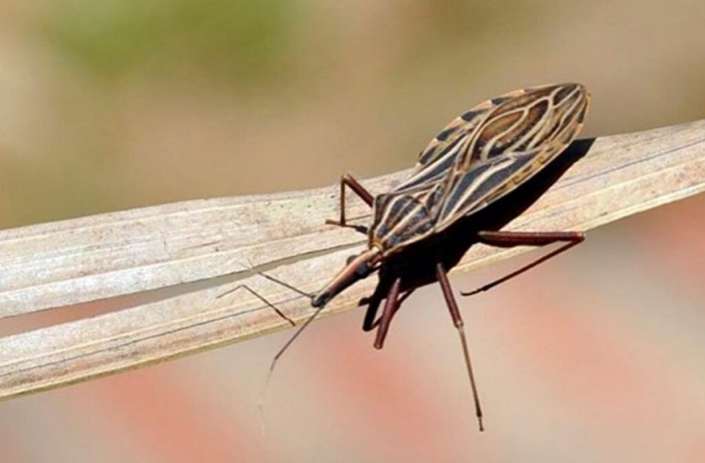 Anvisa aprova medicamento para tratar doença de Chagas em crianças anvisa-aprova-medicamento-para-tratar-doenca-de-chagas-em-criancas