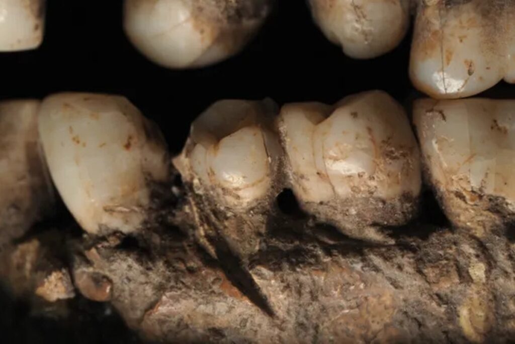 Homo sapiens esfaqueado há 100 mil anos é achado em caverna de Israel homo-sapiens-esfaqueado-ha-100-mil-anos-e-achado-em-caverna-de-israel